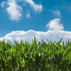 corn field, blue sky, countryside