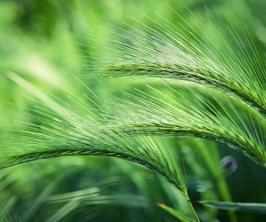 foxtail barley, plant, grass