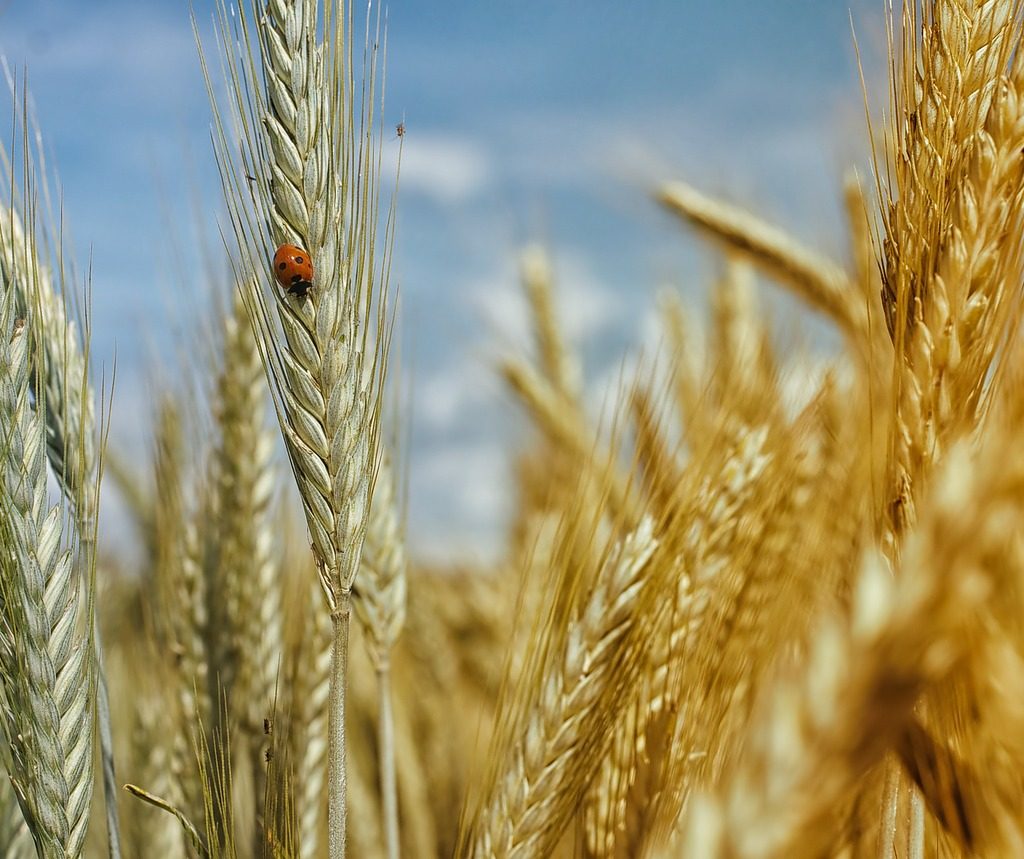 cornfield, wheat field, wheat