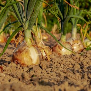 onion, arable, field