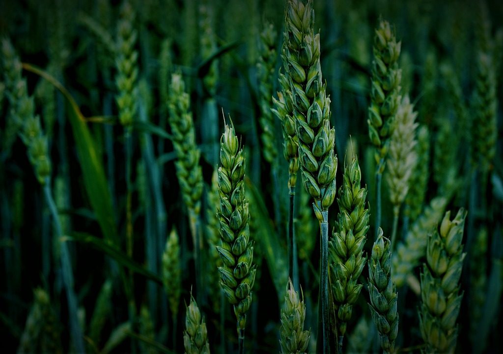 wheat, cereals, wheat field