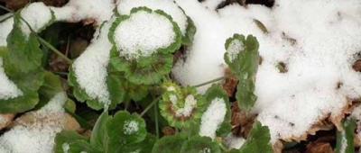 increase the resistance against the cold weathers and pests (1)