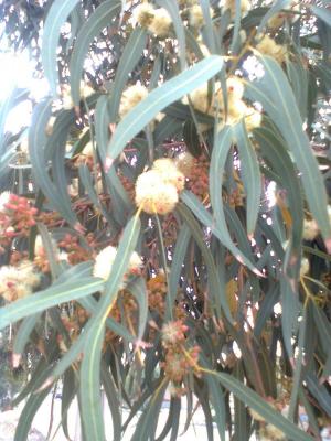 Eucalyptus (1)