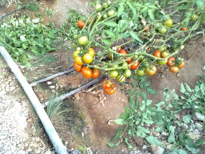 tomato (3)