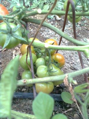 tomato (6)